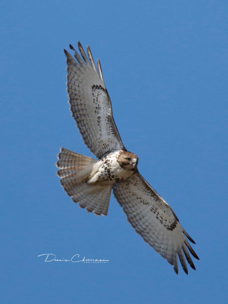 Red-tailed Hawk and Norther Harrier Over Mill Creek | The Meadowlands ...