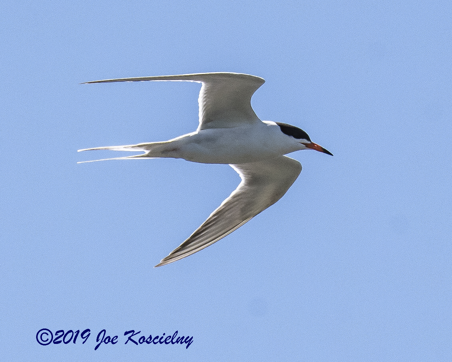 Soaring Tern and More! | The Meadowlands Nature Blog