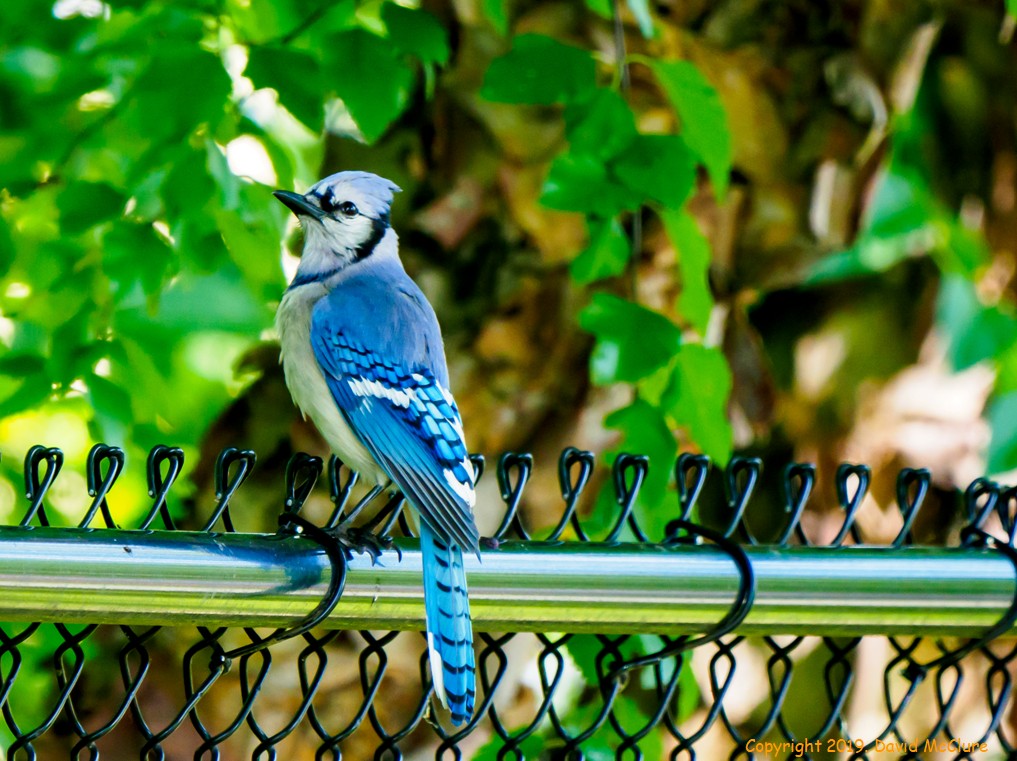 Admire the Beauty of the Blue Jay