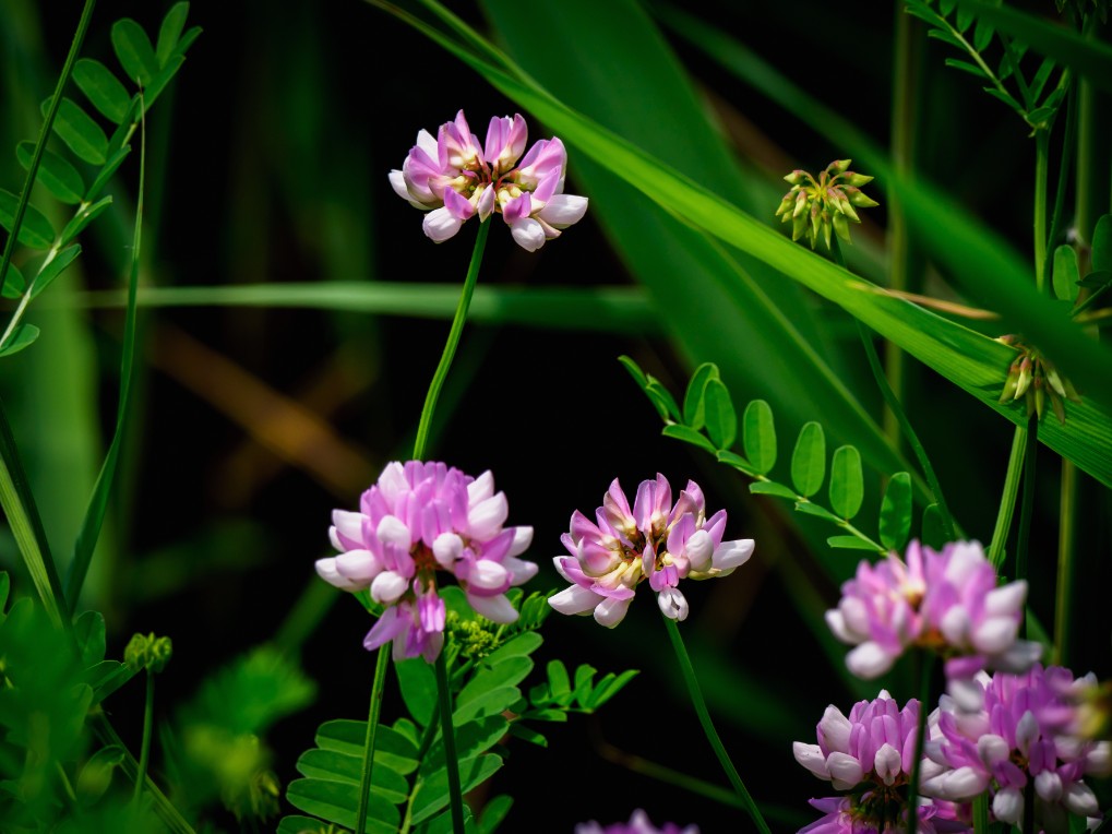 Flora and Fauna At AMVETS Carillon | The Meadowlands Nature Blog