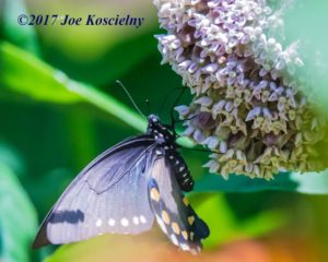 Don Torino’s Life In The Meadowlands: Why Native Plants? | The ...