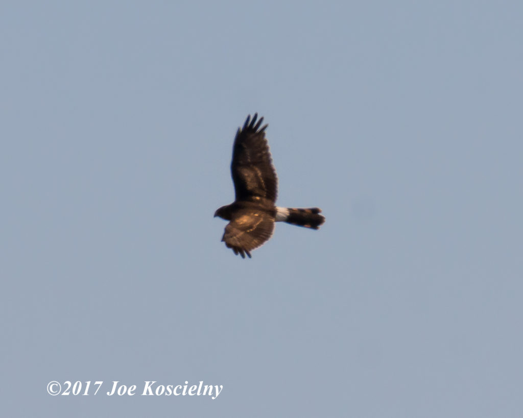 October 2019 The Meadowlands Nature Blog