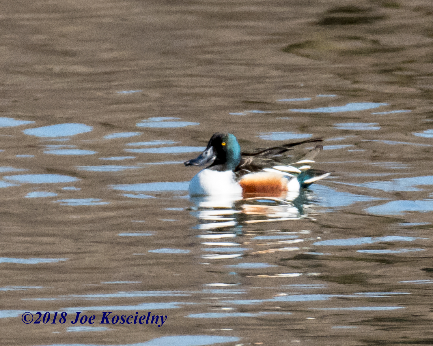 Reminder: BCAS Nature Walk This Sunday (Nov 5) At DeKorte Park! | The