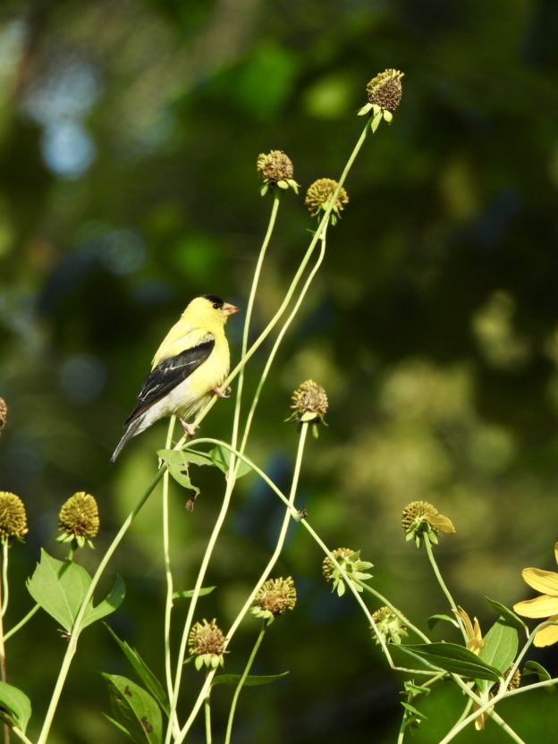 Don Torino’s Life In The Meadowlands: Create A Goldfinch Garden – Help ...