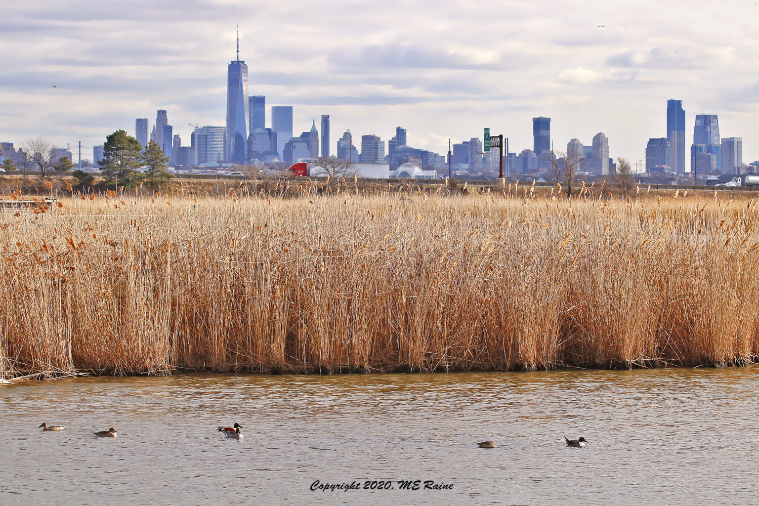 The Beauty Of DeKorte Park | The Meadowlands Nature Blog