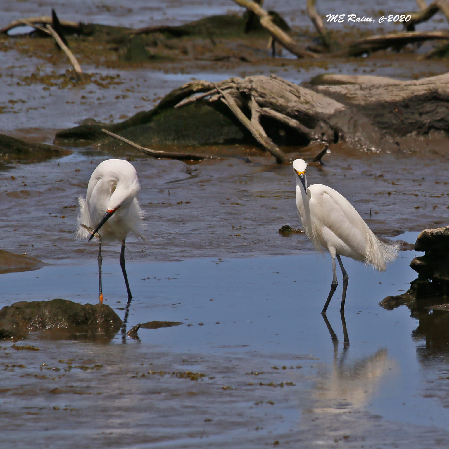 Snowy Egrets In Action At Mill Creek Marsh | The Meadowlands Nature Blog