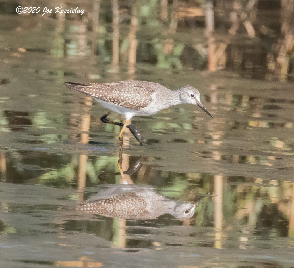 Beautiful Array From DeKorte Park This Past Sunday | The Meadowlands ...