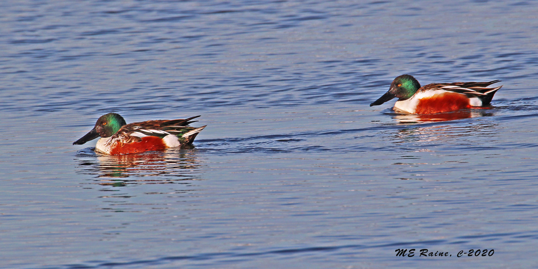 Ducks Abound At DeKorte | The Meadowlands Nature Blog