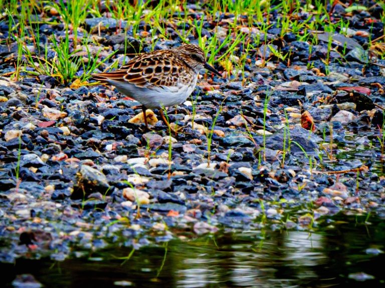 Save The Date: Meadowlands Festival Of Birding Is Sunday, Sept. 12 ...