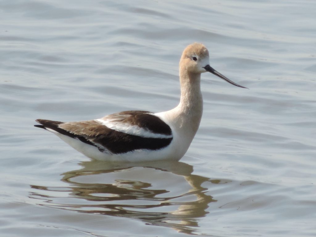 American Avocet At DeKorte Park | The Meadowlands Nature Blog