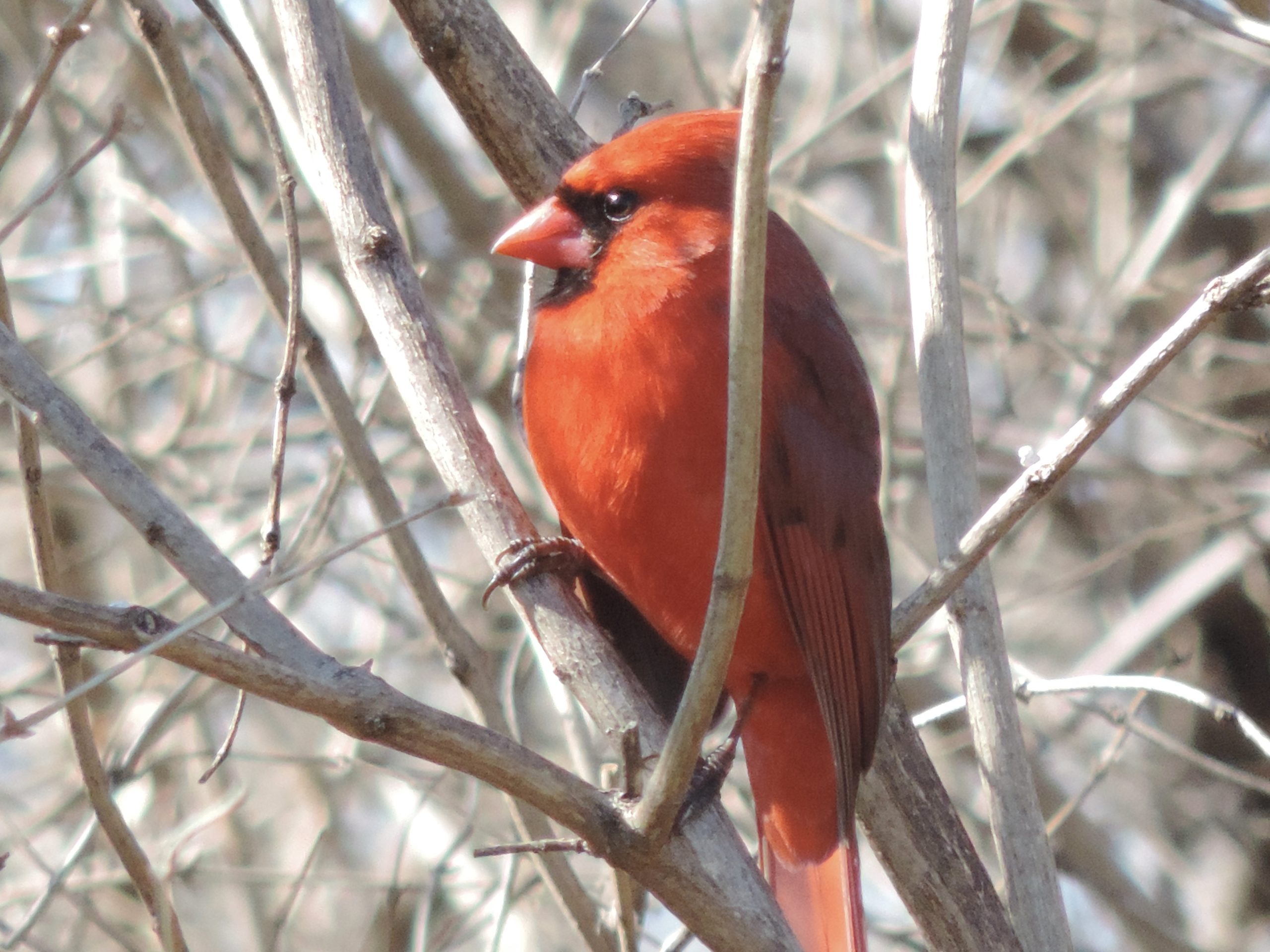 The Desert Cardinal: Beauty In the Desert – Pet Birds by Lafeber Co.