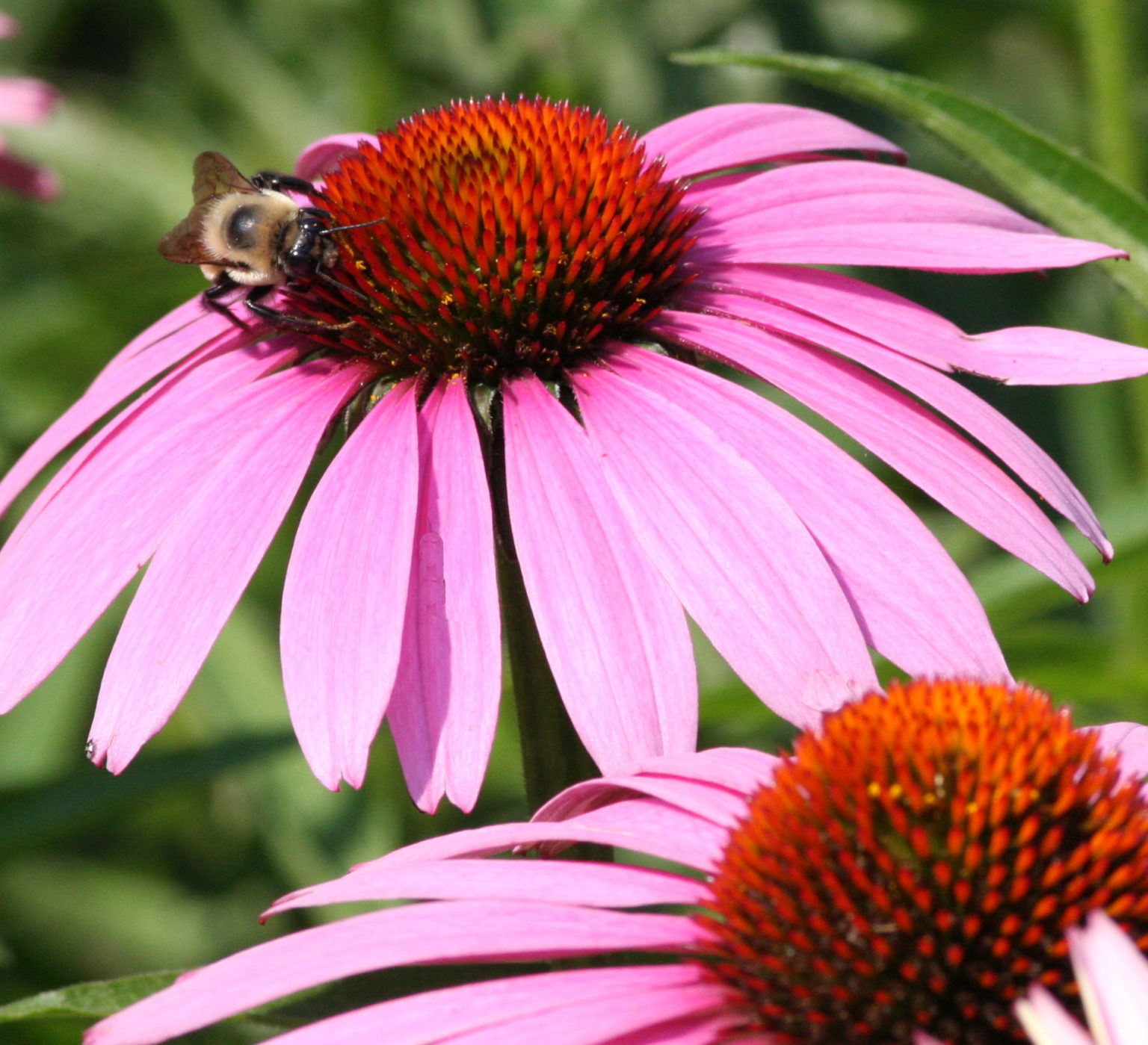 BCAS Presents Native Plant & Butterfly Walk Sunday, July 3, At DeKorte ...