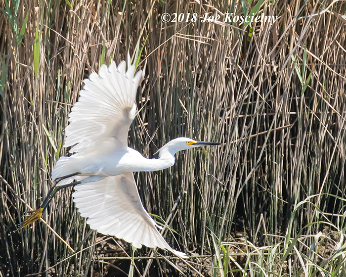 BCAS Mill Creek Marsh Walk This Thursday (June 16)! | The Meadowlands ...