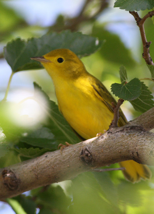 The Meadowlands Nature Blog