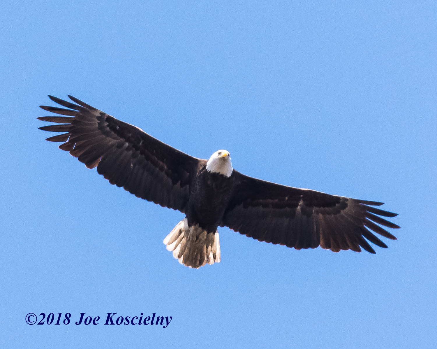 Bald Eagle beside Northern Cardinal 1819